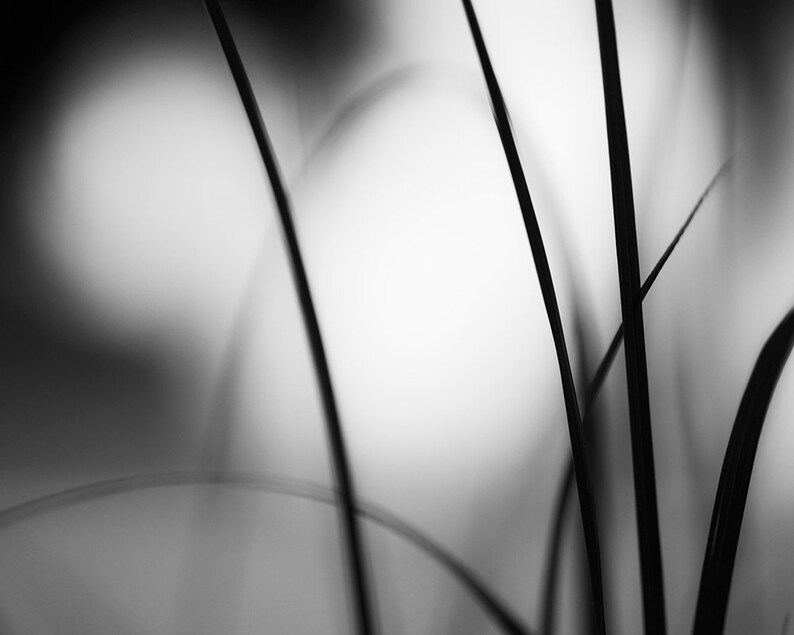 May include: Black and white photograph of tall, slender blades of grass against a blurred, bright background. The grass blades are sharply defined, creating a contrast with the soft, out-of-focus backdrop. The image is a study in light and shadow.