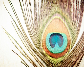 Peacock Print - Modern Home Decor Wall Art, Photography Nature, Feather Wall Art in Brown, Teal, Orange
