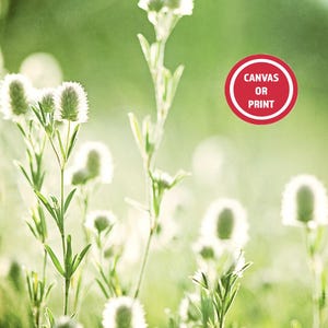 Green Nature Photography Print or Canvas Wall Art on Etsy