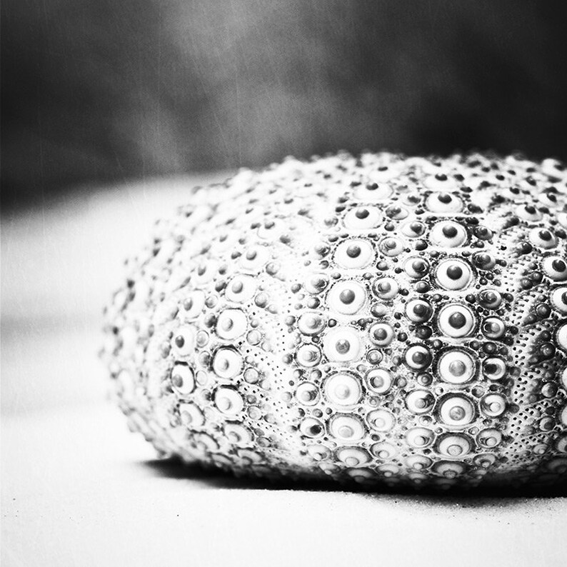 Black and White Sea Urchin Photography Seashell Beach Print Etsy