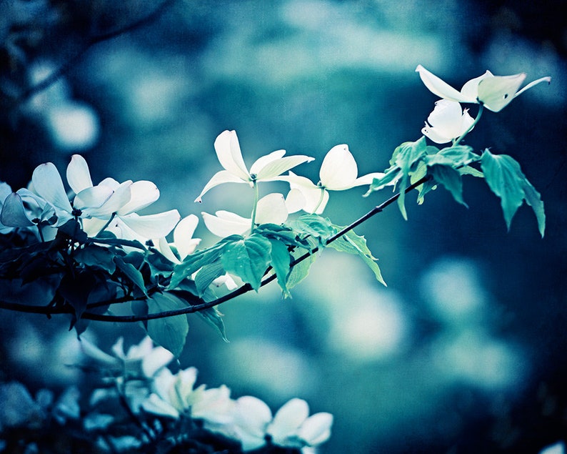 Navy Blue Wall Art Flower Photography Nature Floral Wall Etsy