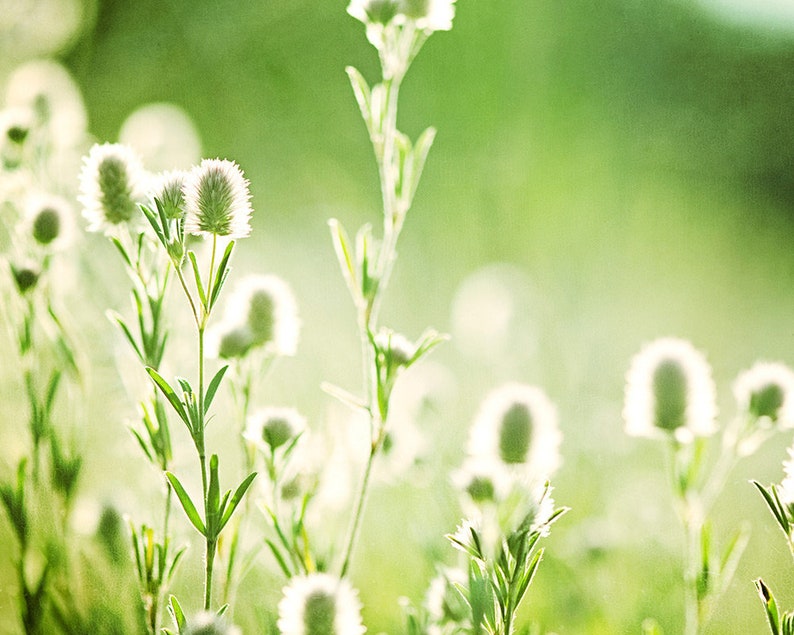 Pode incluir: Close-up de flores brancas e fofas com caules e folhas verdes contra um fundo verde suave e desfocado. A imagem &eacute; brilhante e arejada, destacando a beleza natural das plantas.