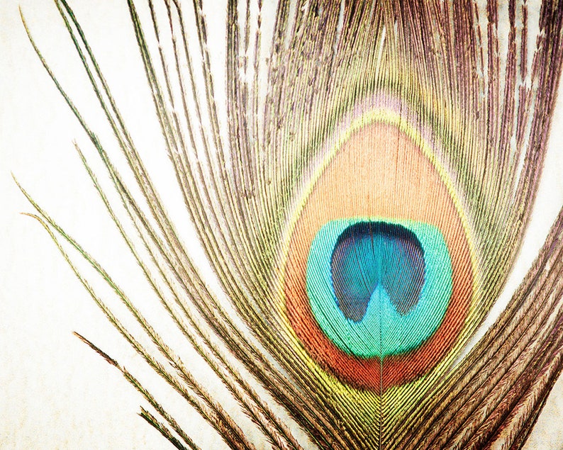 Peacock Wall Art Canvas, Modern Rustic Decor, Feather Wall Art, Farmhouse Photography Nature, Country Artwork, Brown Orange, Teal Turquoise image 2