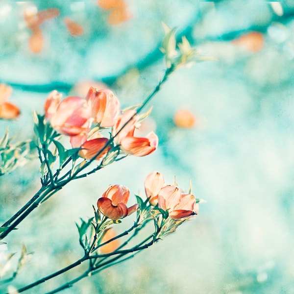 Peach Orange Dogwood Flower Print – Botanical Nature Photography - Aqua Blue Decor