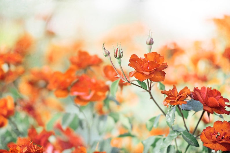 Orange Flower Photography Rose Burnt Orange Wall Art Green Etsy