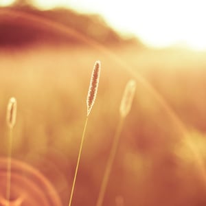 May include: A close-up shot of three blades of grass, illuminated by the sun. The grass is a light brown color, with a soft, feathery texture. The background is blurred, with a warm, golden glow.