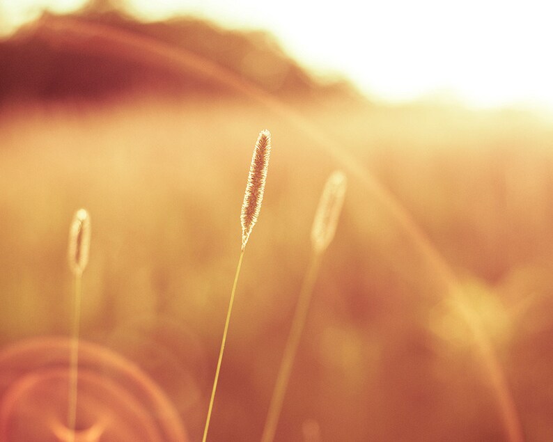 May include: A close-up shot of three blades of grass, illuminated by the sun. The grass is a light brown color, with a soft, feathery texture. The background is blurred, with a warm, golden glow.