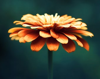 Orange Zinnia Flower Photography or Canvas, Dark Teal Wall Art, Nature Wall Art, Dramatic Print, Dining Room Wall Art, Moody Colorful Photo