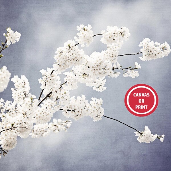 Floral Wall Art, Spring Tree Branch Photography Print or Canvas, Steel Blue White Flower Picture, Living Room Wall Art, 16x20 11x14 8x10