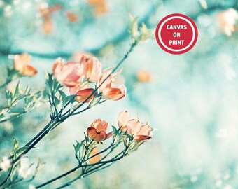 Floral Wall Art, Peach Turquoise Aqua, Dogwood Flower Photography (or Canvas), Nature Wall Art, Chic Dining Room Wall Art, Large Canvas Art