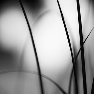 May include: Black and white photograph of tall, slender blades of grass against a blurred, bright background. The grass blades are sharply defined, creating a contrast with the soft, out-of-focus backdrop. The image is a study in light and shadow.