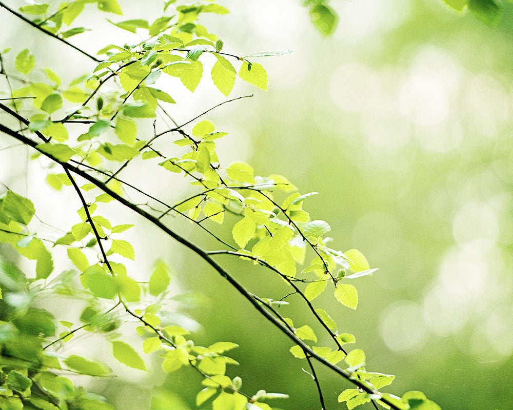 Nature Photography green leaves photo tree branches wall art Etsy