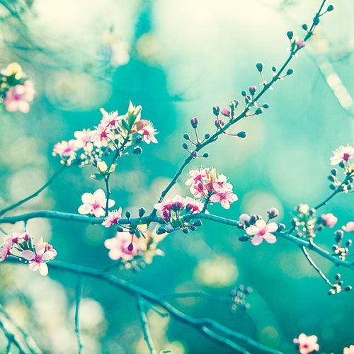 Flower Photography Aqua Blue Pink Wall Art Floral Photo Etsy