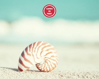 Seashell Print - Nautilus Shell Beach Photography - Coastal Wall Art
