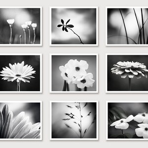 May include: Nine square framed black and white photographs of various flowers and plants. The images include close-ups of daisies, daffodils, and other floral arrangements, as well as shots of blades of grass and other natural elements.