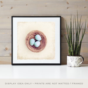 Farmhouse Photography Bird Eggs Print Country Artwork, Modern Rustic Decor, Robins Egg Blue Decor, Large Nature Prints, Cream Beige Brown image 6