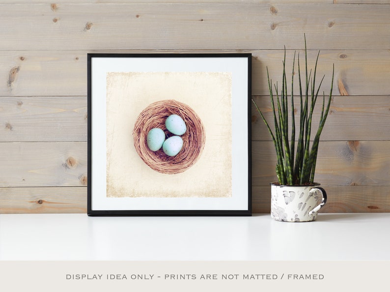 Farmhouse Photography Bird Eggs Print Country Artwork, Modern Rustic Decor, Robins Egg Blue Decor, Large Nature Prints, Cream Beige Brown image 6