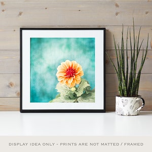 May include: A framed print featuring an orange dahlia flower with a red center against a teal background. The print is displayed on a white surface with a potted snake plant. The text at the bottom reads "DISPLAY IDEA ONLY - PRINTS ARE NOT MATTED / FRAMED."