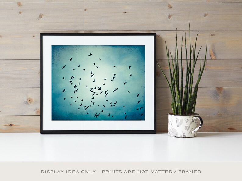 Fine art photography bird blue wall art print nature flock of birds flying photo black modern decor 11x14, 8x10 Photograph, Swarm image 5