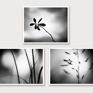 May include: Three framed black and white nature photographs. The top image features a branch with leaves against a blurred background. The bottom left image shows blades of grass, and the bottom right image displays a plant with delicate seed heads.