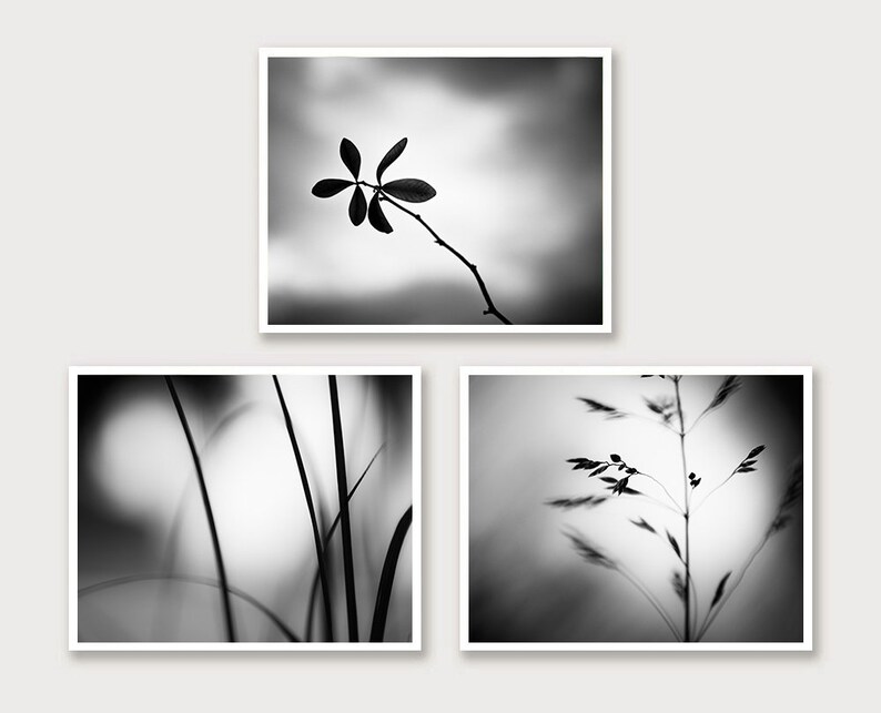May include: Three framed black and white nature photographs. The top image features a branch with leaves against a blurred background. The bottom left image shows blades of grass, and the bottom right image displays a plant with delicate seed heads.
