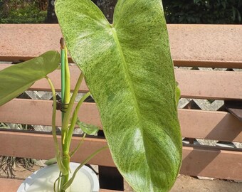 Scindapsus Yupa Variegated | Very Rare Find | Free USPS