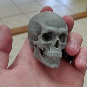May include: A gray skull figurine with detailed bone structure, including eye sockets, nasal cavity, and teeth. The skull is held in a hand, showcasing its size and intricate design. The figurine is a decorative item.