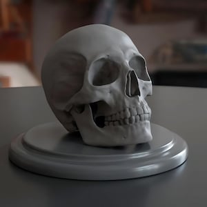 New Anatomical Human Skull Replica fbx, obj, stl, File Instant Download