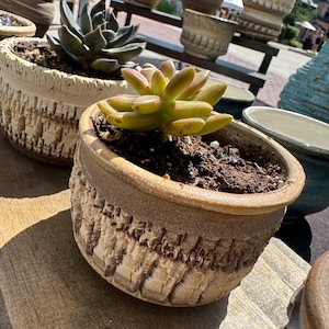 May include: Close-up of a small, textured ceramic pot with a succulent plant. The pot has a light brown color with a carved design. The succulent has green and yellow leaves. Other ceramic pots are visible in the background.