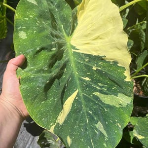 Ele Paio Colocasia – Elephant Ear Plant – 1 Live Plant – 3in Pot – Ships Without Pot