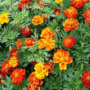 May include: A vibrant display of marigold flowers in full bloom. The flowers showcase a gradient of colors, from deep red to bright orange and yellow, set against a backdrop of green foliage. The image captures the natural beauty of the marigold.