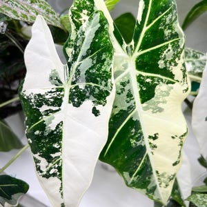 May include: Close-up of Alocasia Frydek leaves, showcasing a striking contrast of white and deep green variegation. The leaves have prominent veins and a unique, asymmetrical pattern, creating a visually appealing display. The plant is a popular choice for indoor decor.