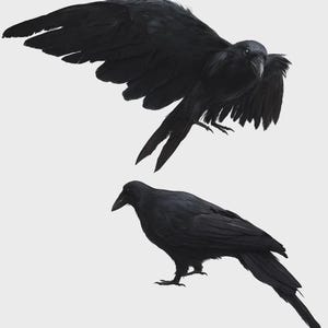 May include: Two black raven decorations. One raven is in flight with its wings spread wide, and the other is perched with its wings folded. The ravens have detailed feather textures and are set against a plain white background.