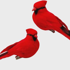May include: Two vibrant red cardinal bird decorations. Each bird features a crest, black accents, and a long tail with a black tip. These decorative birds are perfect for adding a touch of nature to any space.
