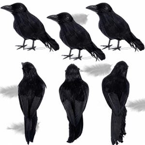 May include: A collection of six black crow figurines shown from multiple angles. Three crows are standing in profile facing left or right, while three are shown from behind. Each bird features dark black feathers and a pointed black beak.