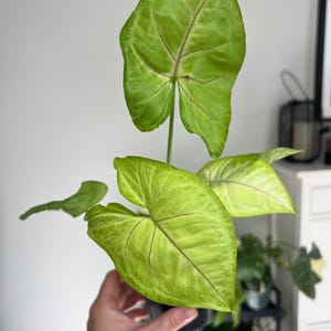 Syngonium Podophyllum Arrowhead Vine Indoor Plant in 4&quot; Pot