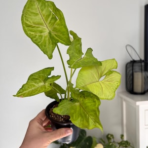 Syngonium Podophyllum – Arrowhead Vine Indoor Plant in 4&quot; Pot
