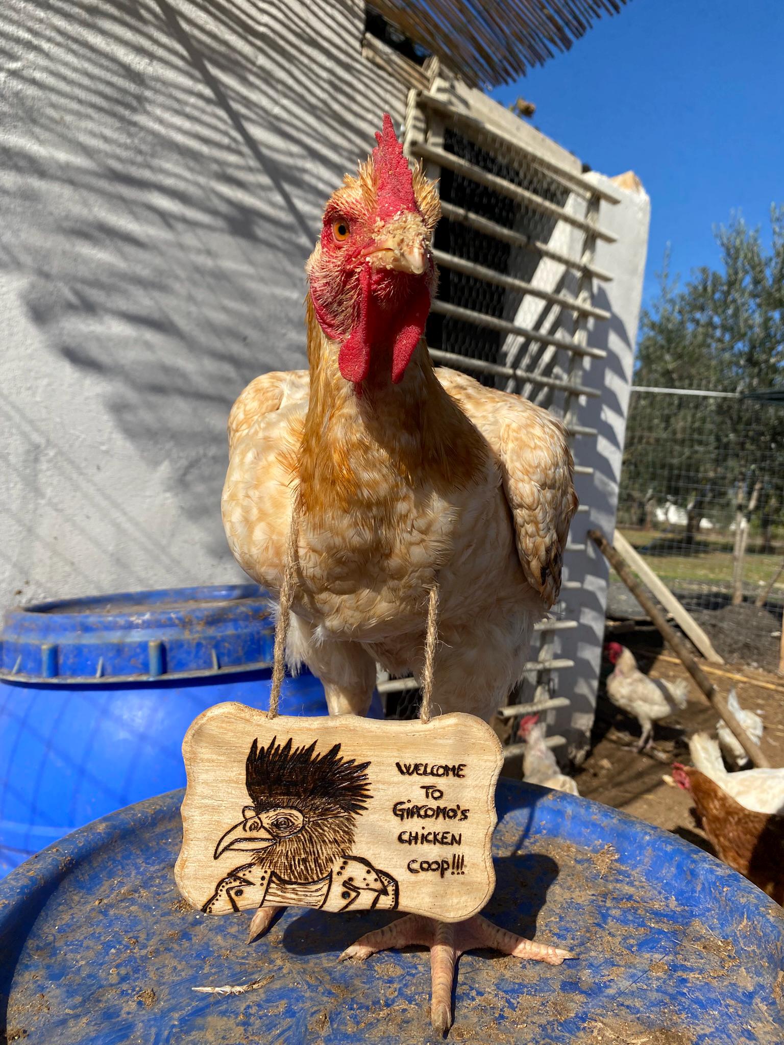 Chicken Rapt In Rope Shop Welcome Sign for Your Chicken Coop or Other Animals, Handmade in Wood ...