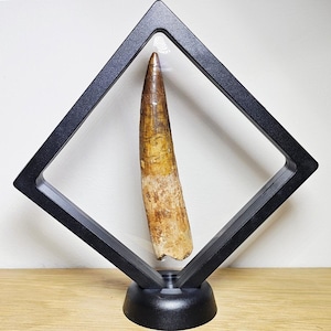 Spinosaurus tooth - Etsy 日本