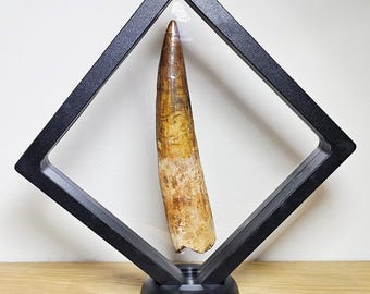 Real Spinosaurus Tooth Fossil: Authentic Dinosaur Collectible