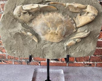 巨大！5000万年前！ヤシの葉の化石 ワイオミング州産 100%天然 5865g
