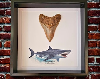 Authentic Megalodon Tooth Fossil (5–6”) in Display Frame | Real Fossil Wall Art | Natural History Gift | Home Décor