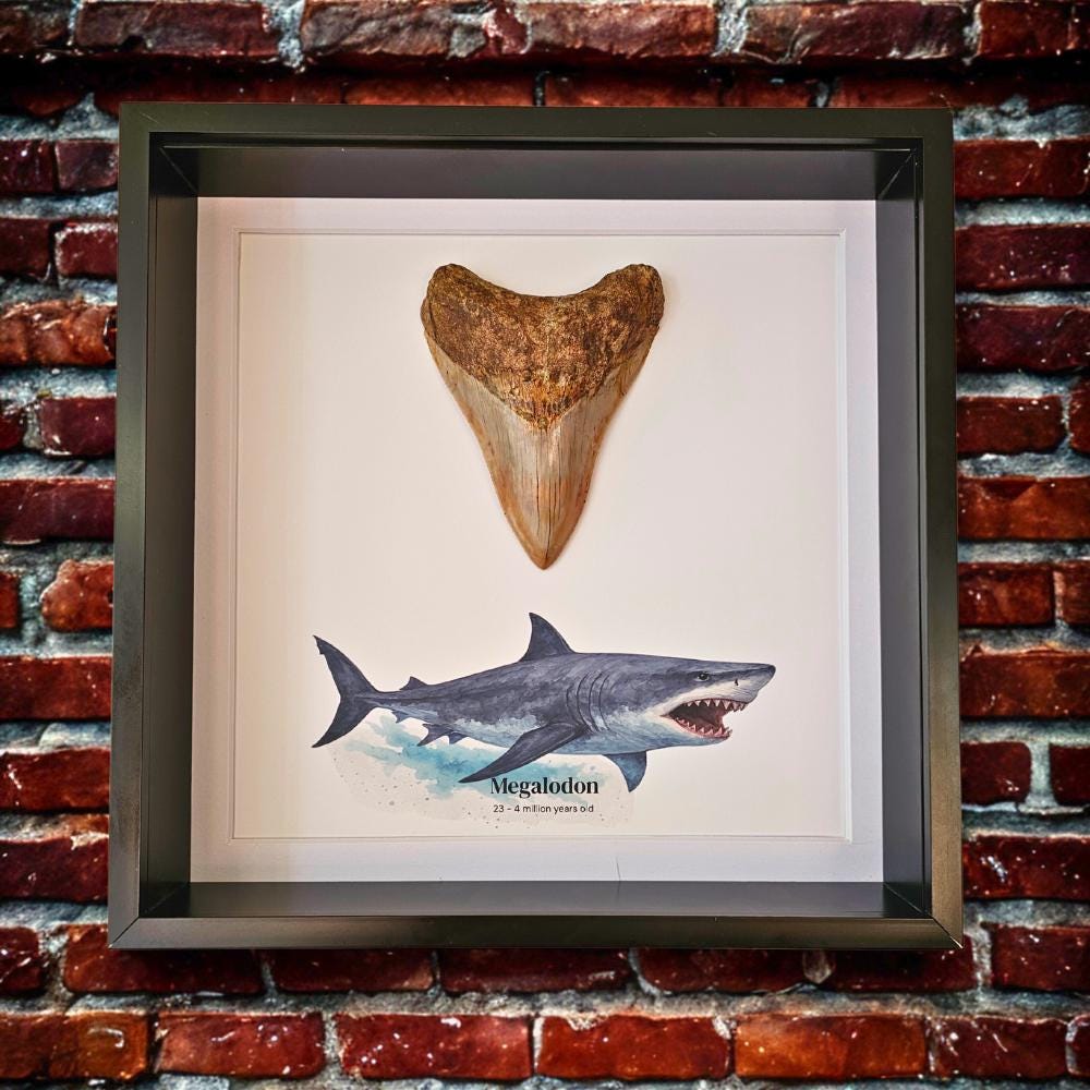 Deep Sea Fossils Présentoir à dents de requin Megalodon imprimé en 3D avec plaque (argent avec plaque, 6,3 cm