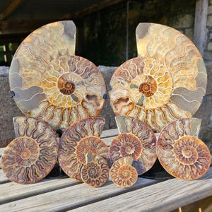May include: A collection of eight polished ammonite fossils arranged in a group. Each fossil displays a spiral shell structure with intricate, chambered patterns in shades of amber, brown, and cream, showcasing the natural mineralised detail.