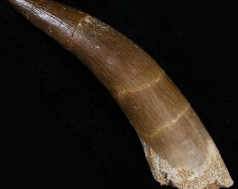 Authentic Plesiosaur Tooth Fossil | Natural History Specimen (4-6 cm)