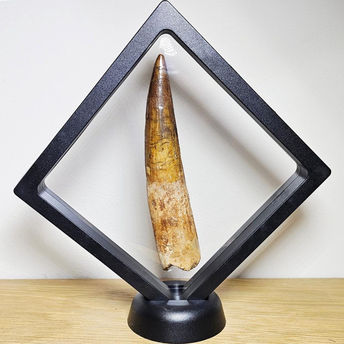 Spinosaurus tooth - Etsy 日本