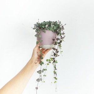 Puede incluir: Una planta de Cadena de Corazones en una maceta lavanda con base blanca. Las enredaderas colgantes son una mezcla de verde y morado, con hojas en forma de corazón. La planta se sostiene sobre un fondo blanco.