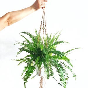 Puede incluir: Una planta de helecho verde vibrante en una maceta colgante blanca. La planta está suspendida por un colgador de macramé con cuentas de madera. Las frondas del helecho son exuberantes y completas, creando un elemento decorativo natural.