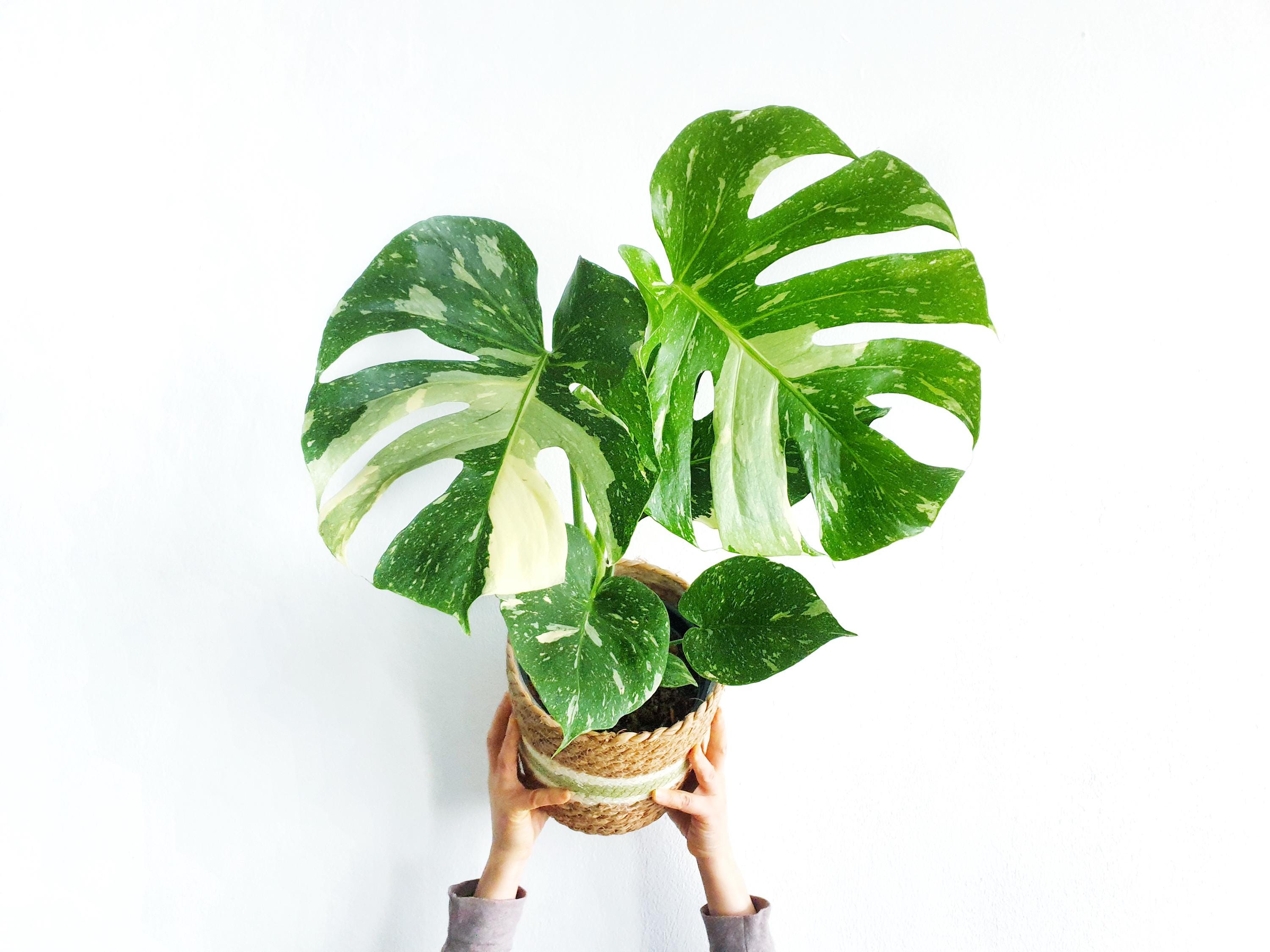 Bulbasaur monstera - Etsy 日本