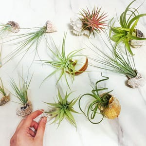 Peut inclure: Diverses plantes aériennes dans des coquillages variés, présentées sur une surface en marbre blanc. Les plantes aériennes ont un feuillage vert et rose-rouge. Les coquillages sont dans des tons de blanc, beige et marron. Une main tient l'un des coquillages.